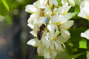 abeille sur fleurs d'acacia
