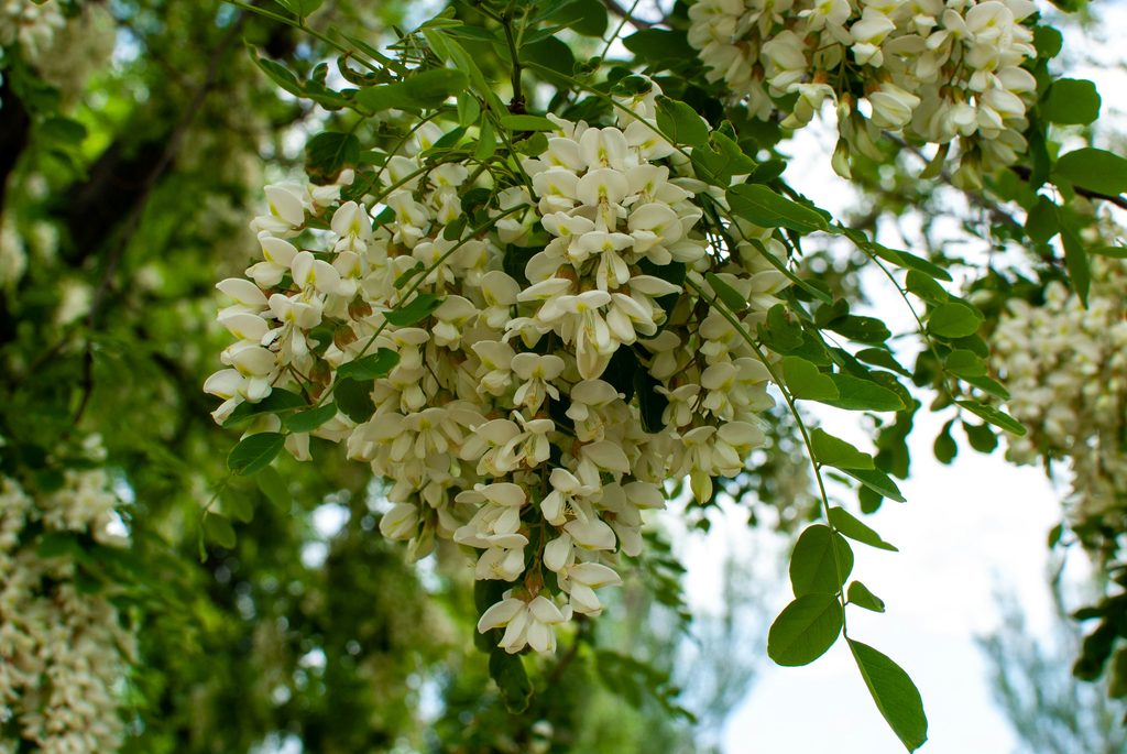 Fleurs de robinier faux-acacia